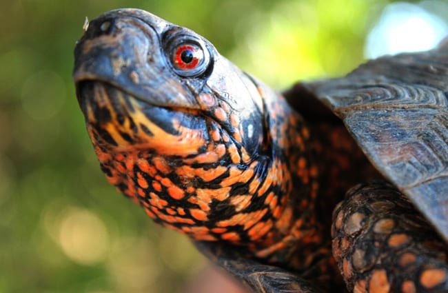 Box Turtle stretching out of his shell