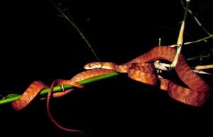 Andaman cat snake on a branch in the nightPhoto by: Vardhanjp CC BY-SA 4.0 https://creativecommons.org/licenses/by-sa/4.0