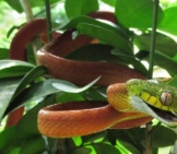 Cat Snake Hiding In A Tree&#039;S Foliage Photo By: Jonathan Hakim Https://Creativecommons.org/Licenses/By-Nc-Sa/2.0/