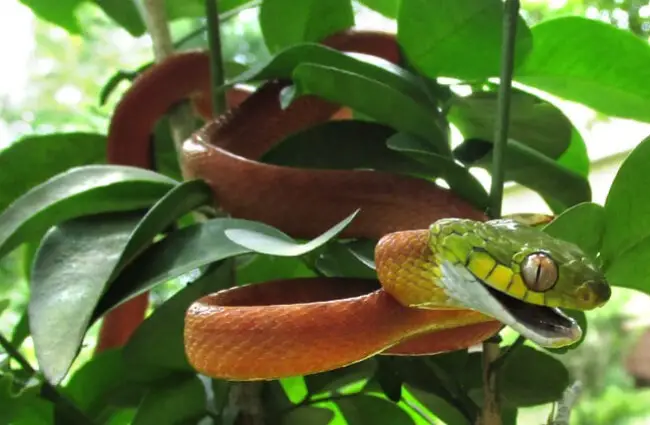 Cat Snake hiding in a tree&#039;s foliage Photo by: Jonathan Hakim https://creativecommons.org/licenses/by-nc-sa/2.0/