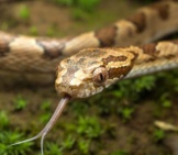 Closeup Of A Kelung Cat Snake Photo By: Cypherone Https://Creativecommons.org/Licenses/By-Nc-Sa/2.0/