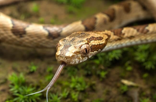 Closeup of a Kelung Cat Snake Photo by: cypherone https://creativecommons.org/licenses/by-nc-sa/2.0/