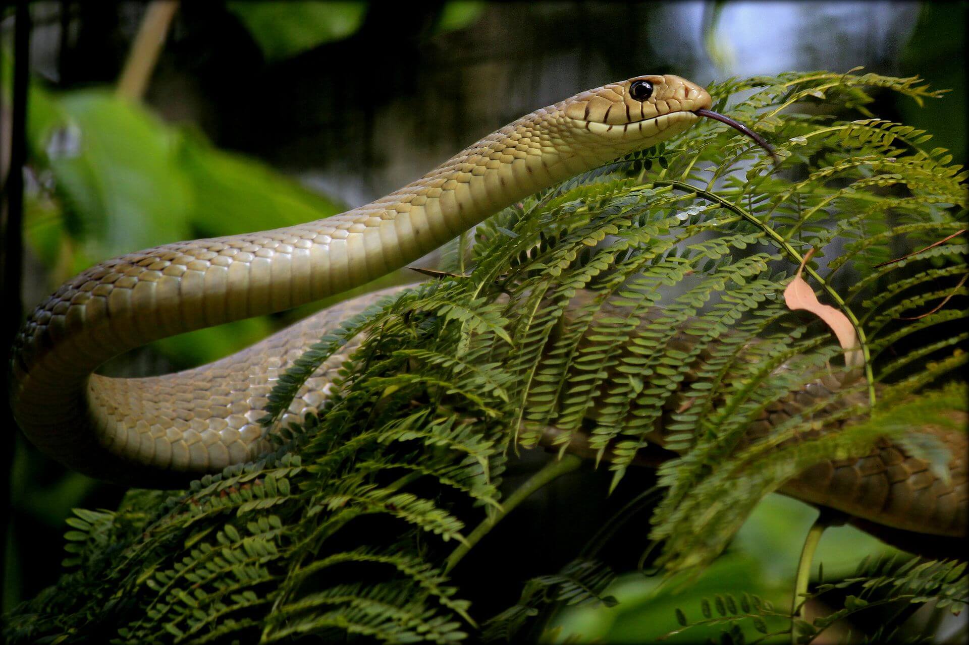 //commons.wikimedia.org/wiki/Category:Ptyas_mucosa#/media/File:Common_India_Rat_Snake.jpg