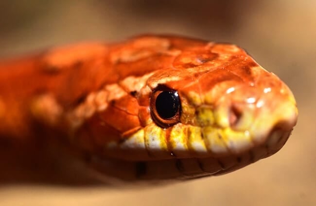 Closeup of a Corn Snake&#039;s face