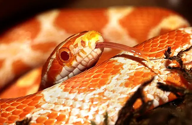 Corn Snake peeking out for prey