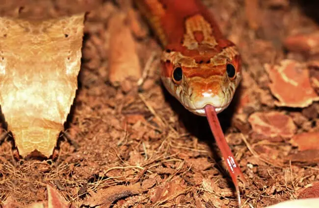 Corn Snake with his tongue extended