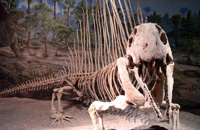 Dimetrodon skeleton in a museum Image by: Dylan Kereluk from White Rock, Canada CC BY 2.0 https://creativecommons.org/licenses/by/2.0