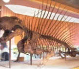 Dimetrodon Skeleton At The National Museum Of Natural History Image By: Dylan Kereluk From White Rock, Canada Cc By 2.0 Https://Creativecommons.org/Licenses/By/2.0