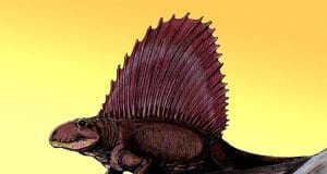 Dimetrodon imageImage by: Dmitry Bogdanov CC BY 3.0 https://creativecommons.org/licenses/by/3.0