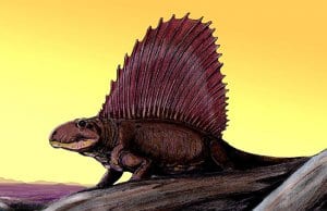 Dimetrodon imageImage by: Dmitry Bogdanov CC BY 3.0 https://creativecommons.org/licenses/by/3.0
