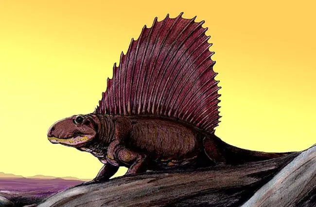 Dimetrodon imageImage by: Dmitry Bogdanov CC BY 3.0 https://creativecommons.org/licenses/by/3.0