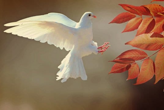 Stunning White Dove landing on a branchPhoto by: cocoparisienne, Public Domainhttps://pixabay.com/photos/dove-bird-animal-feather-plumage-2516641/