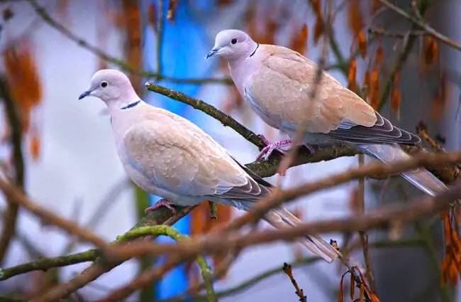 A pair of Collared Doves perched on an ash tree branchPhoto by: hedera.balticahttps://creativecommons.org/licenses/by-sa/2.0/