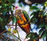 Rose-Crowned Fruit Dove Photo By: Ron Knight Https://Creativecommons.org/Licenses/By-Sa/2.0/