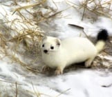 Ermine Blending Into The Snowy Background Photo By: (C) Mihailzhukov Www.fotosearch.com
