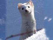 Cute Ermine checking out the cameraPhoto by: Bryant Olsenhttps://creativecommons.org/licenses/by-nc/2.0/