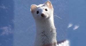 Cute Ermine checking out the cameraPhoto by: Bryant Olsenhttps://creativecommons.org/licenses/by-nc/2.0/