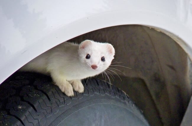 Snow-white Ermine peeking out from a wheel-well Photo by: Mikofox ⌘ Photography https://creativecommons.org/licenses/by-nc/2.0/