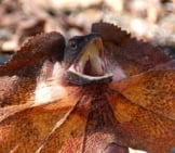 Frilled Lizard With Its Frill Expandedphoto By: Wouter!Https://Creativecommons.org/Licenses/By-Nc/2.0/