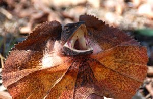 Frilled lizard with its frill expandedPhoto by: wouter!https://creativecommons.org/licenses/by-nc/2.0/