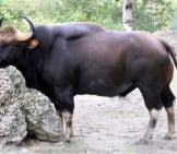 Gaur Bull Standing In A Zoo Enclosure Photo By: Cuatrok77 Https://Creativecommons.org/Licenses/By-Nc-Sa/2.0/
