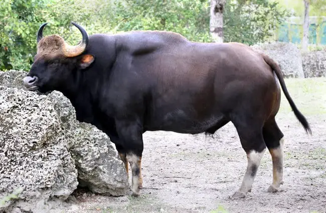 Гаурский бык стоит в вольере зоопарка Фото: cuatrok77 https://creativecommons.org/licenses/by-nc-sa/2.0/