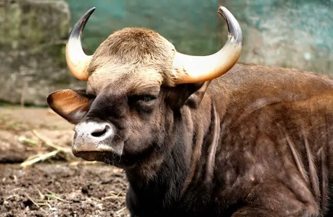 Gaur bull posing for a photo Photo by: Mohd Fazlin Mohd Effendy Ooi https://creativecommons.org/licenses/by-nc-sa/2.0/