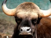 Closeup portrait of a Gaur bullPhoto by: Mohd Fazlin Mohd Effendy Ooihttps://creativecommons.org/licenses/by-nc-sa/2.0/