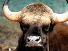 Closeup portrait of a Gaur bullPhoto by: Mohd Fazlin Mohd Effendy Ooihttps://creativecommons.org/licenses/by-nc-sa/2.0/
