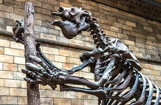 Giant Ground Sloth at the Natural History Museum - London Image by: Markus Trienke CC BY-SA 2.0 https://creativecommons.org/licenses/by-sa/2.0
