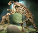 Giant Sloth Skeleton In A Museum Display Image By: Eden, Janine And Jim Https://Creativecommons.org/Licenses/By/2.0/