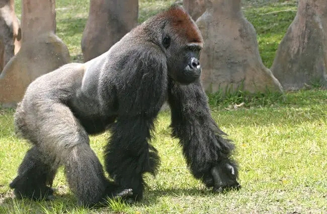 Серебристая горилла в обстановке зоопарка Фото: Мэтью Хельшер https: //creativecommons.org/licenses/by-sa/2.0/