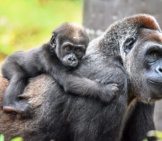 Mother Gorilla Carrying Her New Baby On Her Backphoto By: Angela N.https://Creativecommons.org/Licenses/By-Sa/2.0/