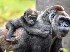 Mother Gorilla carrying her new baby on her backPhoto by: angela n.https://creativecommons.org/licenses/by-sa/2.0/