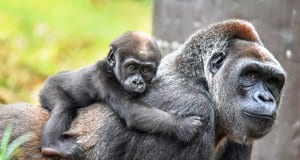Mother Gorilla carrying her new baby on her backPhoto by: angela n.https://creativecommons.org/licenses/by-sa/2.0/