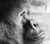 Closeup Portrait Of A Mature Gorilla