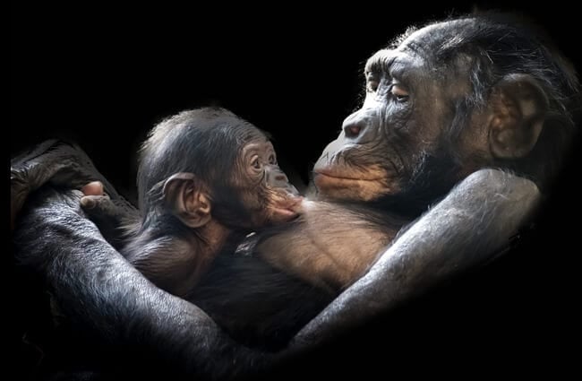 Красивый портрет матери-гориллы и ее детеныша