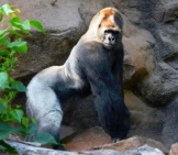 Large Silverback Gorilla Posing For A Photo
