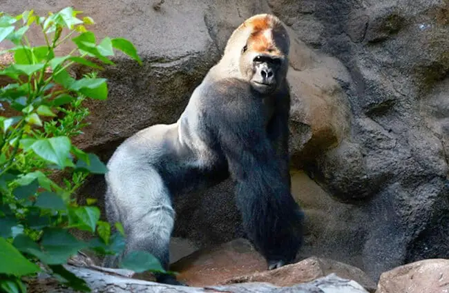 Large Silverback Gorilla posing for a photo
