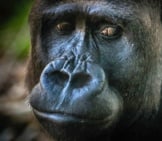 Closeup Of A Large Gorilla