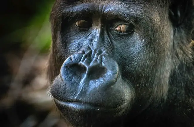 Closeup of a large Gorilla
