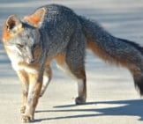 Gray Fox Walking Down A Suburban Roadway Photo By: Don Owens Https://Creativecommons.org/Licenses/By/2.0/