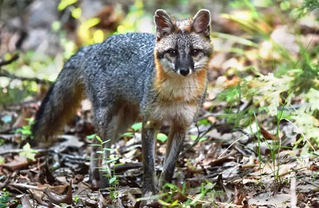 Gray Fox taking notice of the camera Photo by: Andy Reago &amp; Chrissy McClarren https://creativecommons.org/licenses/by/2.0/