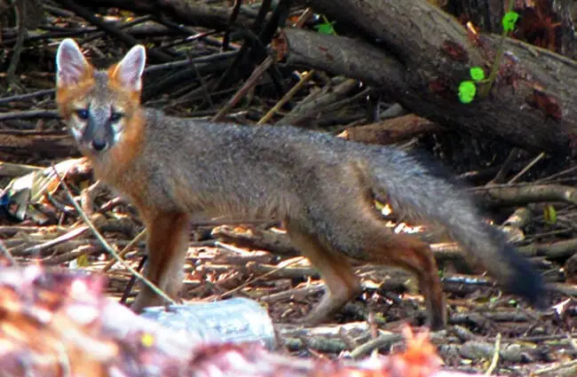 Florida Grey Fox — обратите внимание на мусор, который угрожает его окружающей среде. Фото: Скотт Бизли https://creativecommons.org/licenses/by/2.0/