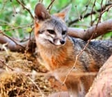 Beautiful Gray Fox In The Woodsphoto By: Renee Graysonhttps://Creativecommons.org/Licenses/By/2.0/
