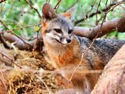 Beautiful Gray Fox in the woodsPhoto by: Renee Graysonhttps://creativecommons.org/licenses/by/2.0/