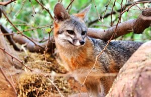 Beautiful Gray Fox in the woodsPhoto by: Renee Graysonhttps://creativecommons.org/licenses/by/2.0/