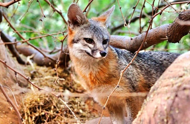 Beautiful Gray Fox in the woodsPhoto by: Renee Graysonhttps://creativecommons.org/licenses/by/2.0/