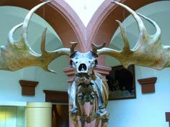 Irish Elk skeleton from its front visagePhoto by: I, Atirador CC BY-SA 3.0 http://creativecommons.org/licenses/by-sa/3.0/