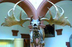 Irish Elk skeleton from its front visagePhoto by: I, Atirador CC BY-SA 3.0 http://creativecommons.org/licenses/by-sa/3.0/